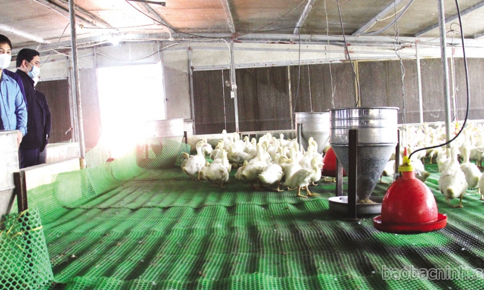 Quy hoạch vùng kinh tế  nông nghiệp xanh, bền vững