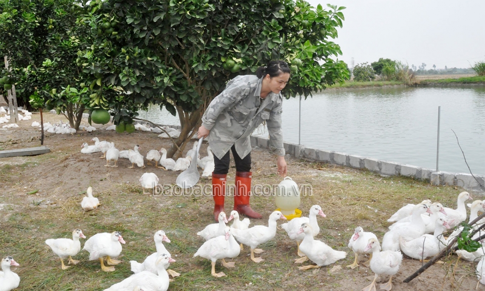 Lương Tài mở hướng đưa trang trại đi lên