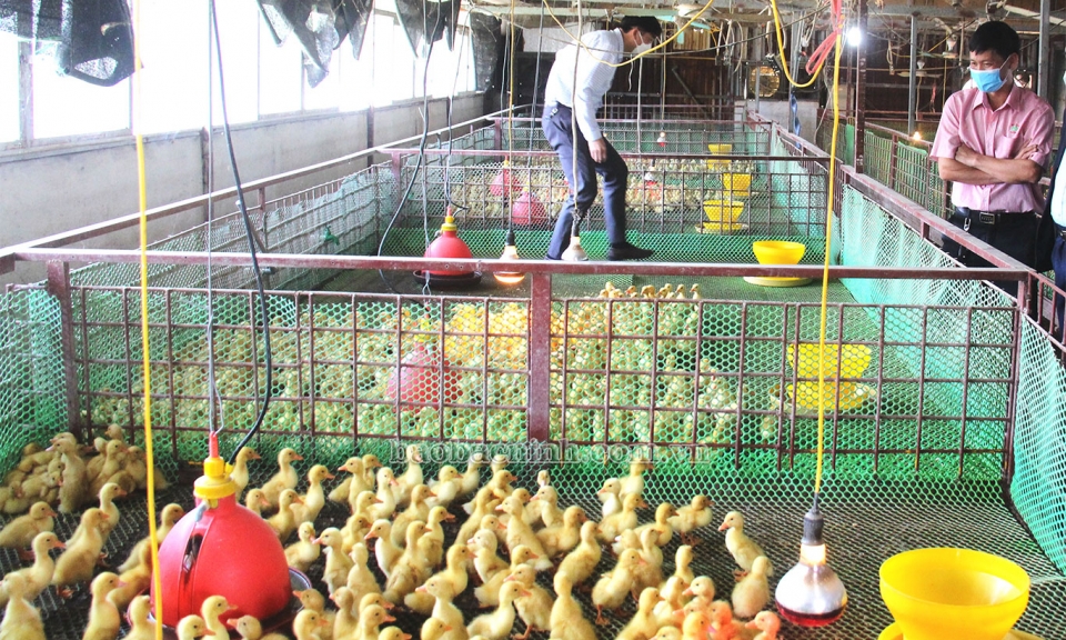 Đến năm 2025 huyện Yên Phong có 50% trang trại nông nghiệp ứng dụng công nghệ cao