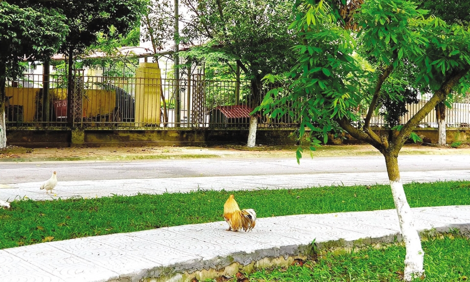 Vết cắt
