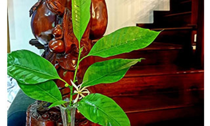 Hương ngọc lan