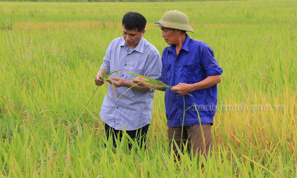 Năng suất lúa vụ Xuân tăng 0,56 tạ/ha