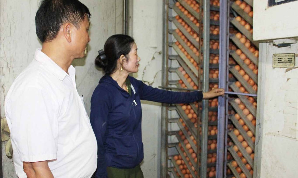 Nhiều hội viên nông dân được vay vốn phát triển kinh tế
