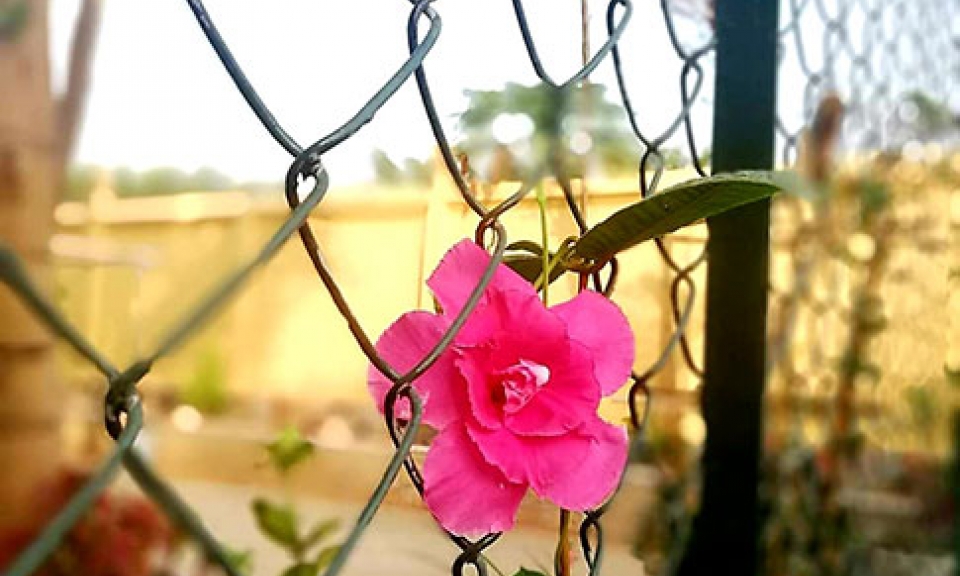 Thực tập tình yêu vô điều kiện