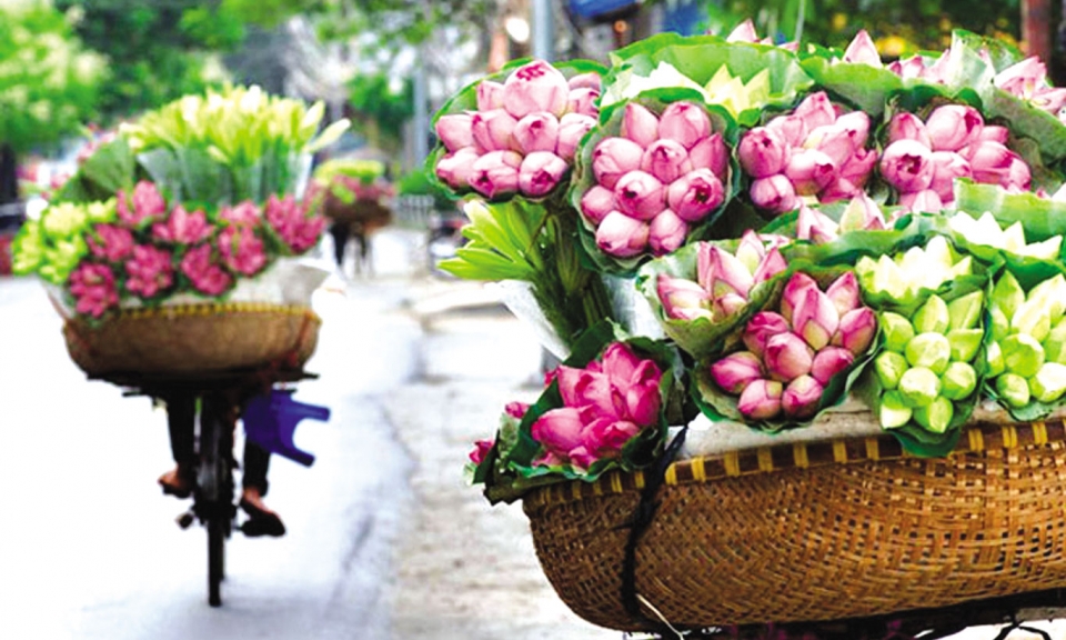 Thao thức mùa sen