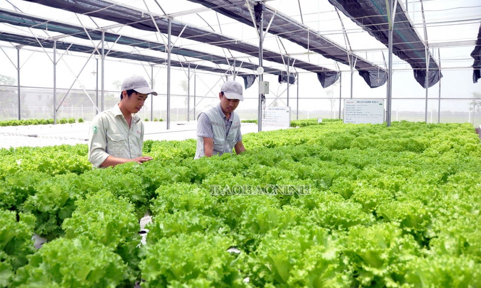 Thuận Thành tích tụ 431 ha ruộng đất phát triển nông nghiệp sạch