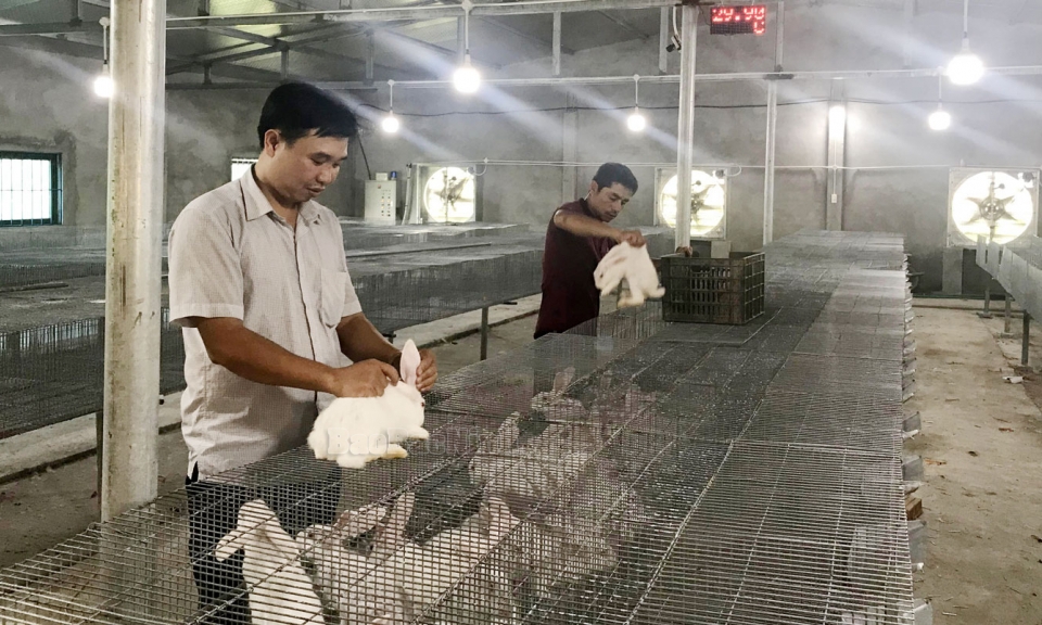 116 HTX nông nghiệp ứng dụng công nghệ cao