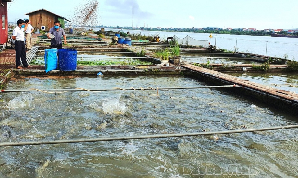 Phát triển sản xuất thủy sản hàng hóa