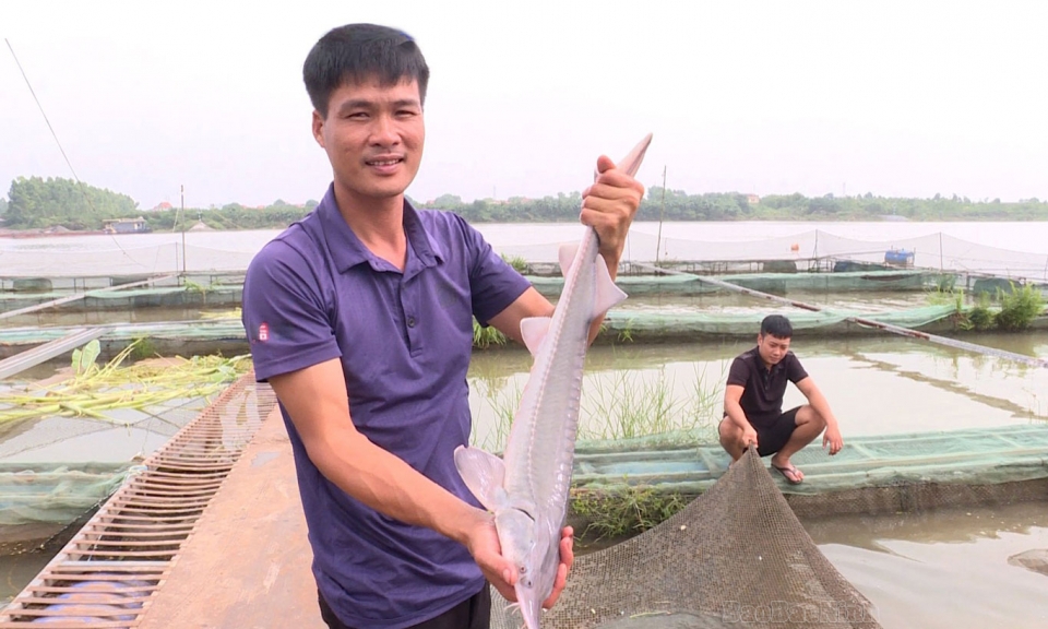 Nuôi thành công “cá nước lạnh” trên sông Đuống