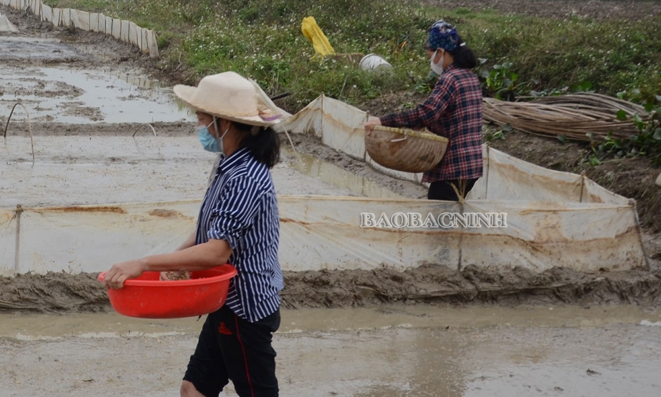 Vụ mùa ở Lương Tài