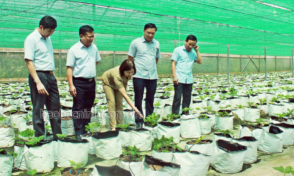 Hiệu quả các chính sách hỗ trợ  phát triển sản xuất nông nghiệp