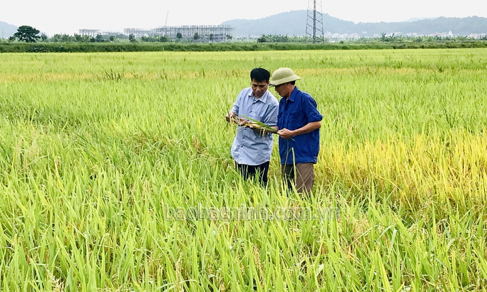 Nhân rộng mô hình canh tác lúa thân thiện với môi trường
