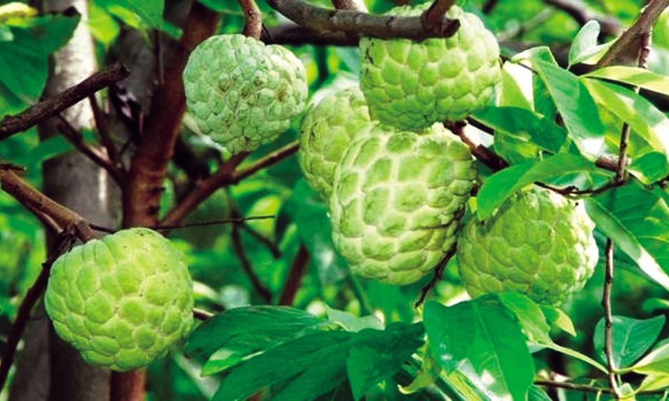 Những con mắt mùa thu
