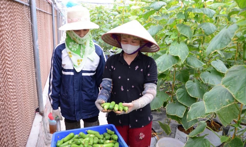 Phát triển nông nghiệp hữu cơ an toàn