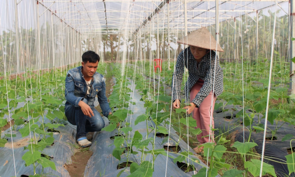 Gần 800 hội viên nông dân được tập huấn kỹ thuật sản xuất nông nghiệp công nghệ cao