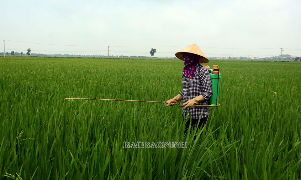 Phòng trừ sâu bệnh  hại lúa mùa
