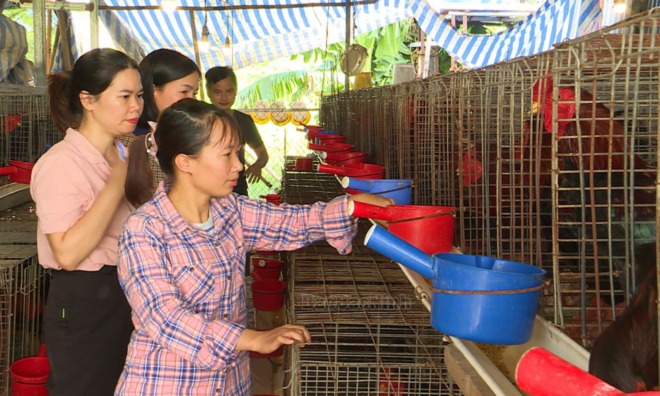 Khởi nghiệp từ mô hình nuôi gà đẻ kết hợp với lò ấp trứng