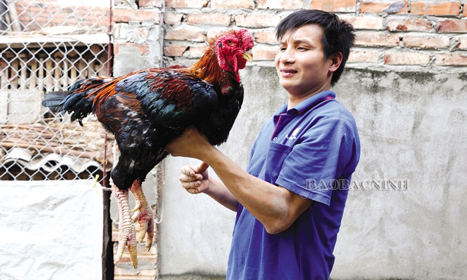 Bảo tồn nguồn gen quý gà Hồ