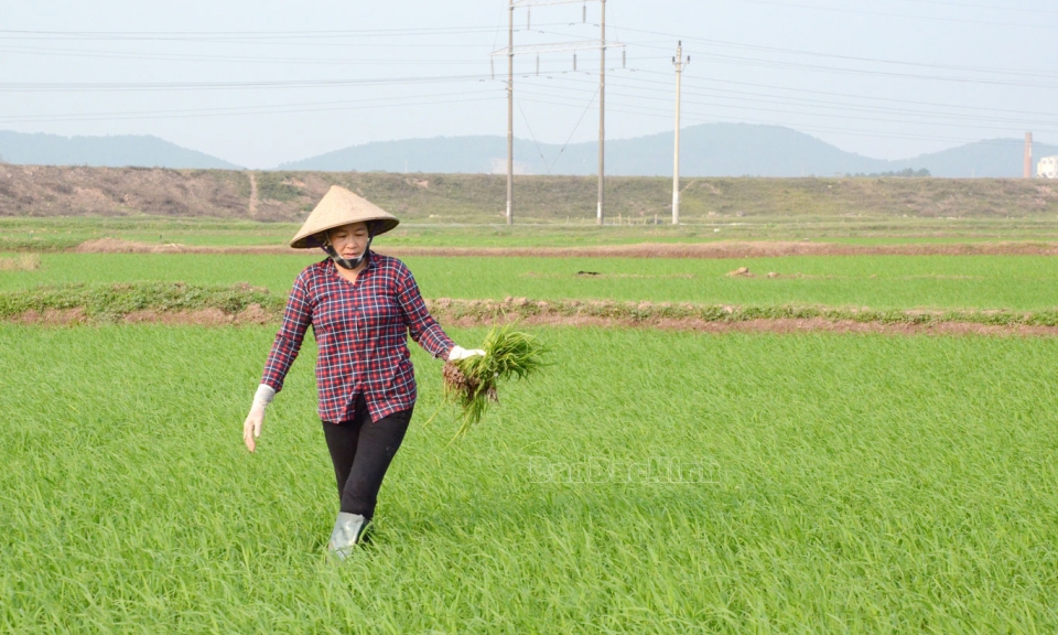 Chăm sóc, bảo vệ lúa mùa ngay từ đầu vụ