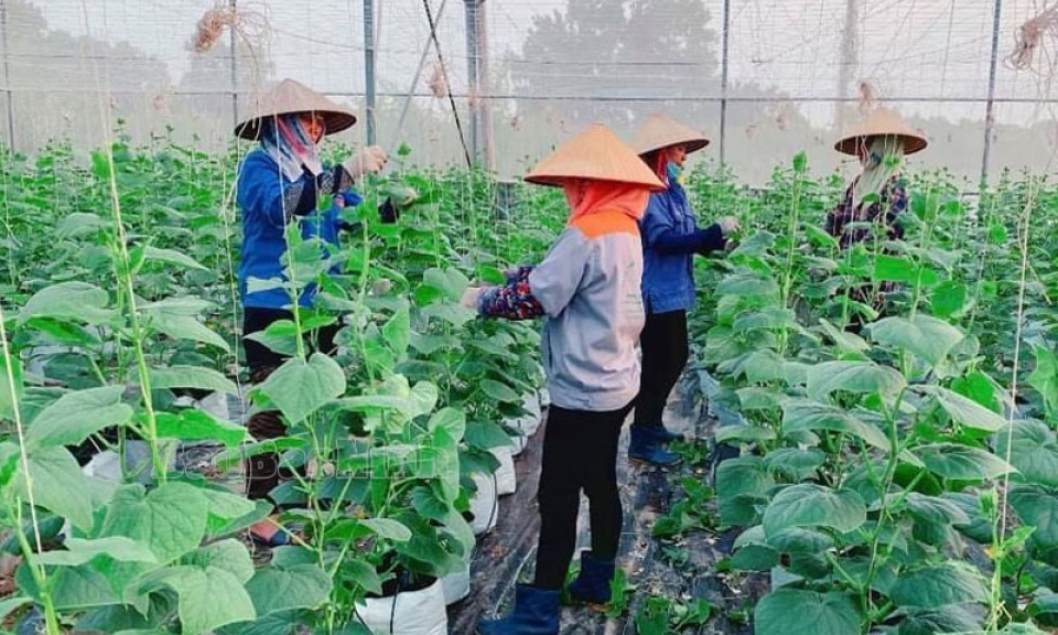 Bắc Ninh có 2 nông dân được nhận danh hiệu "Nông dân Việt Nam xuất sắc"