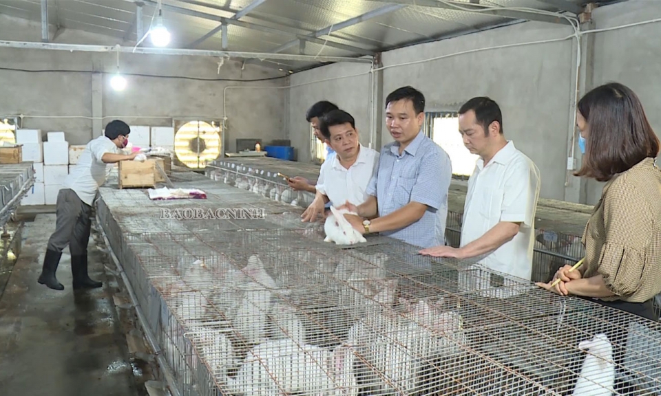 Quế Võ có 59 trang trại đạt tiêu chí của Bộ Nông nghiệp và Phát triển nông thôn