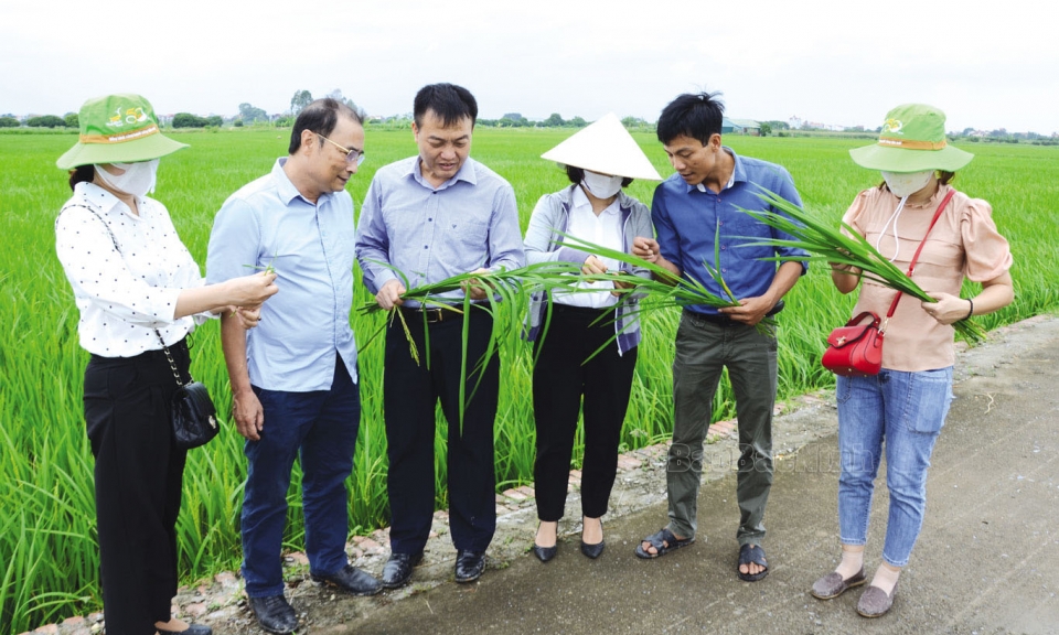 Thuận Thành chăm sóc lúa mùa cuối vụ