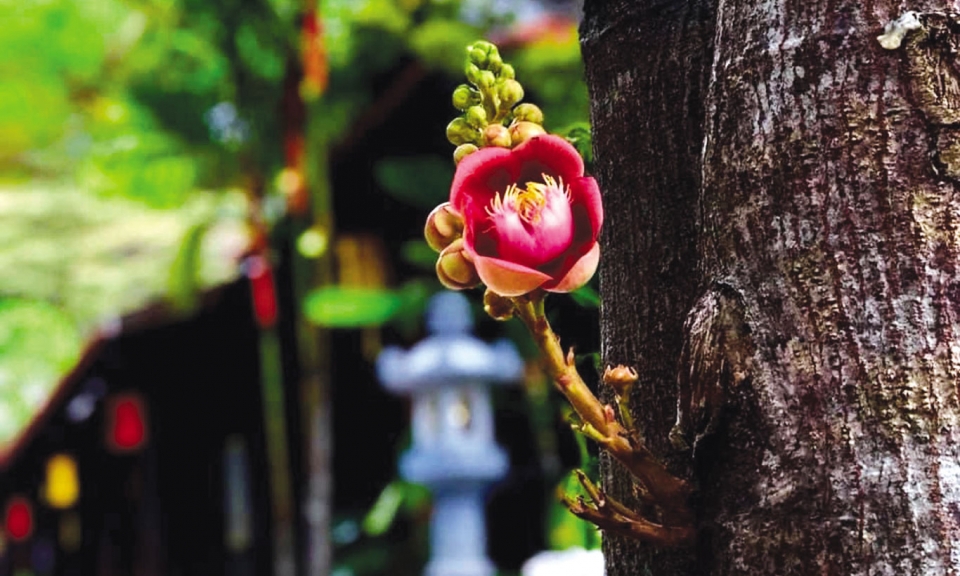 Hạnh phúc luôn ở đây