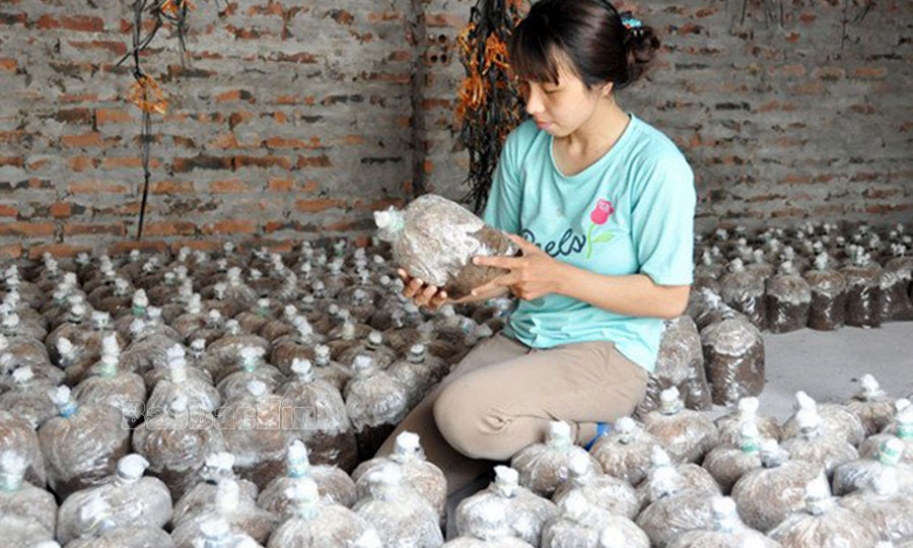 Huyện Gia Bình có 107 Hợp tác xã đang hoạt động