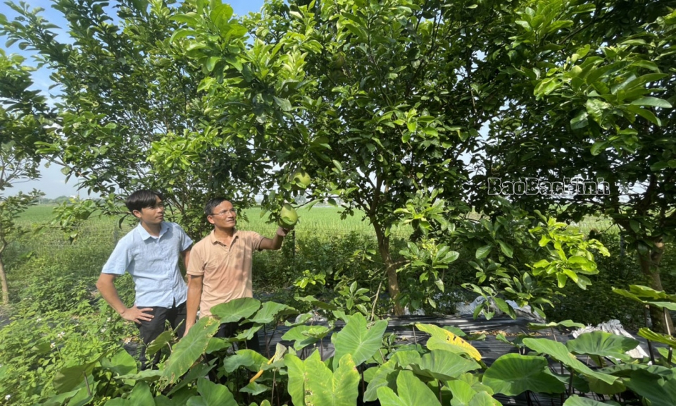 Tích tụ ruộng đất để phát triển nông nghiệp bền vững