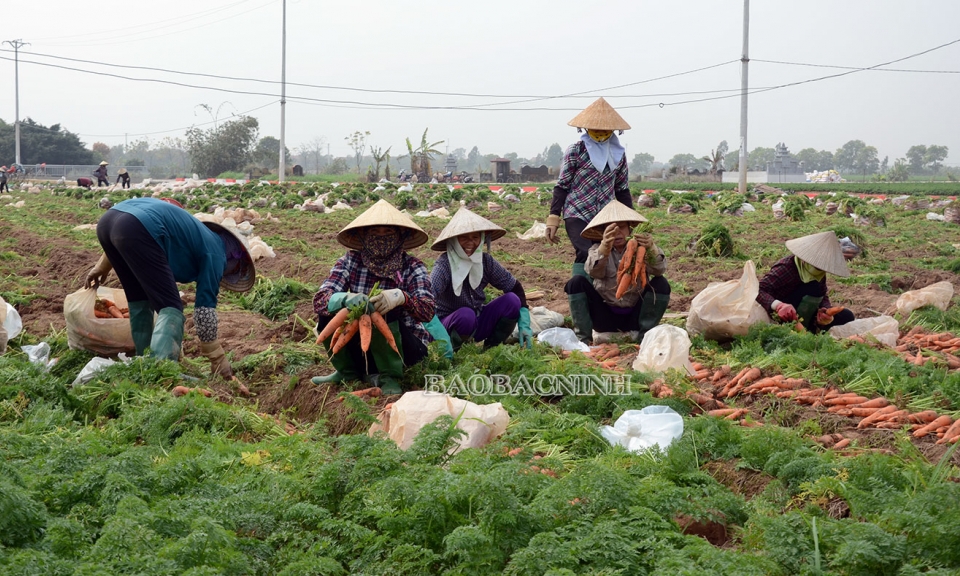Chú trọng chuỗi sản xuất,  tiêu thụ nông sản