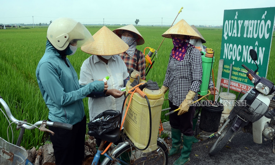 Chủ động phòng trừ sâu cuốn lá nhỏ lứa 6