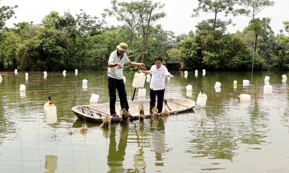 Làm giàu trên đất trũng