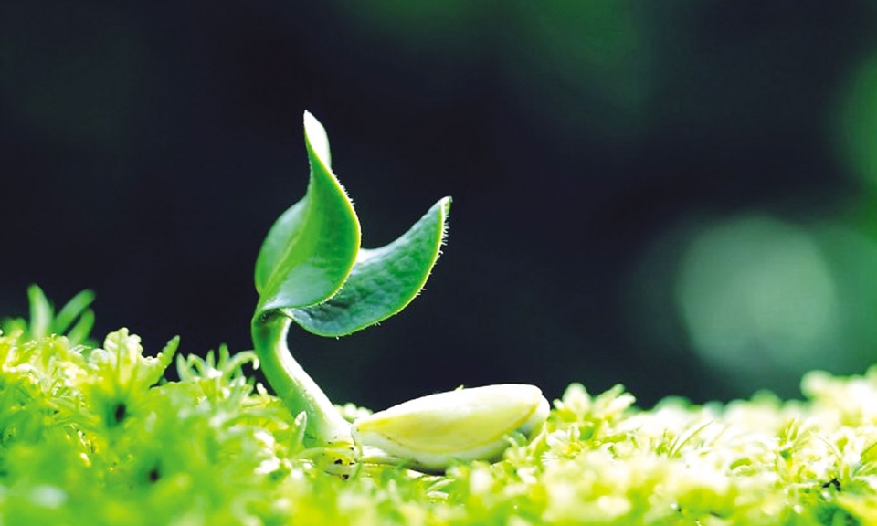 Tự lực cánh sinh