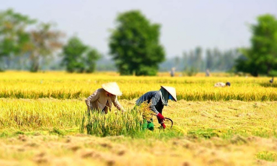 Những mùa gặt cũ