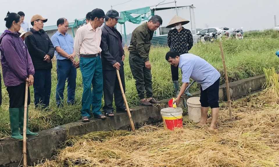 Xử lý rơm, rạ trong canh tác lúa thân thiện với môi trường