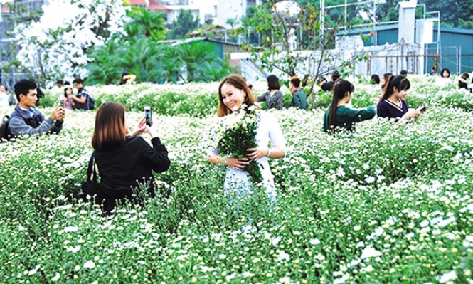 Mùa cúc hoạ mi