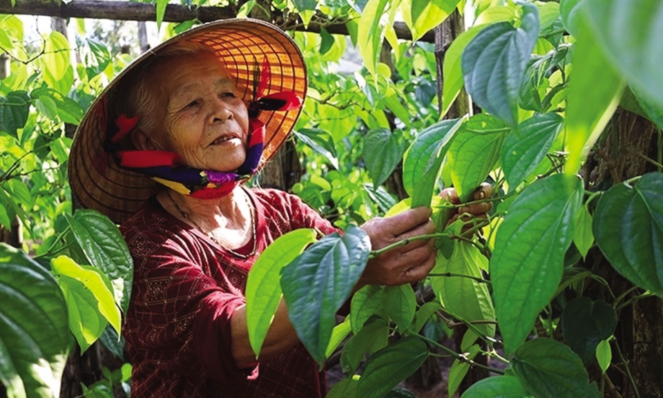 Xanh mướt giàn trầu