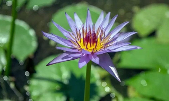 Tập nhìn sâu