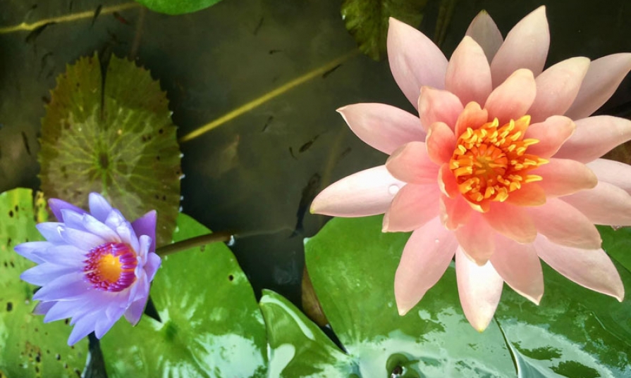 Xin đừng chà đạp lên nhau