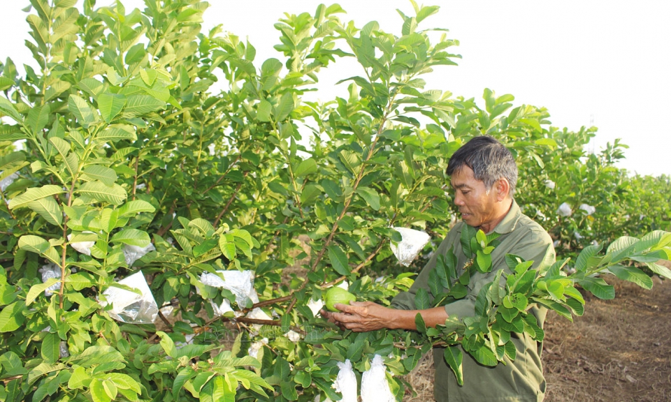 Cách làm hay của Hội Cựu chiến binh  xã Nguyệt Đức