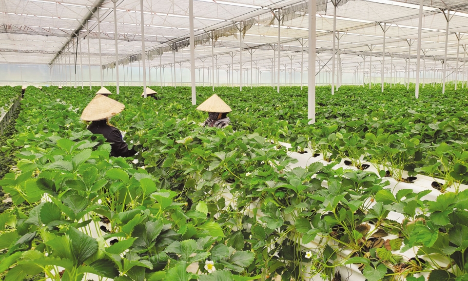 Phát triển tín dụng xanh