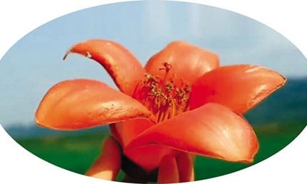 Đóa hoa xinh đẹp của tôi