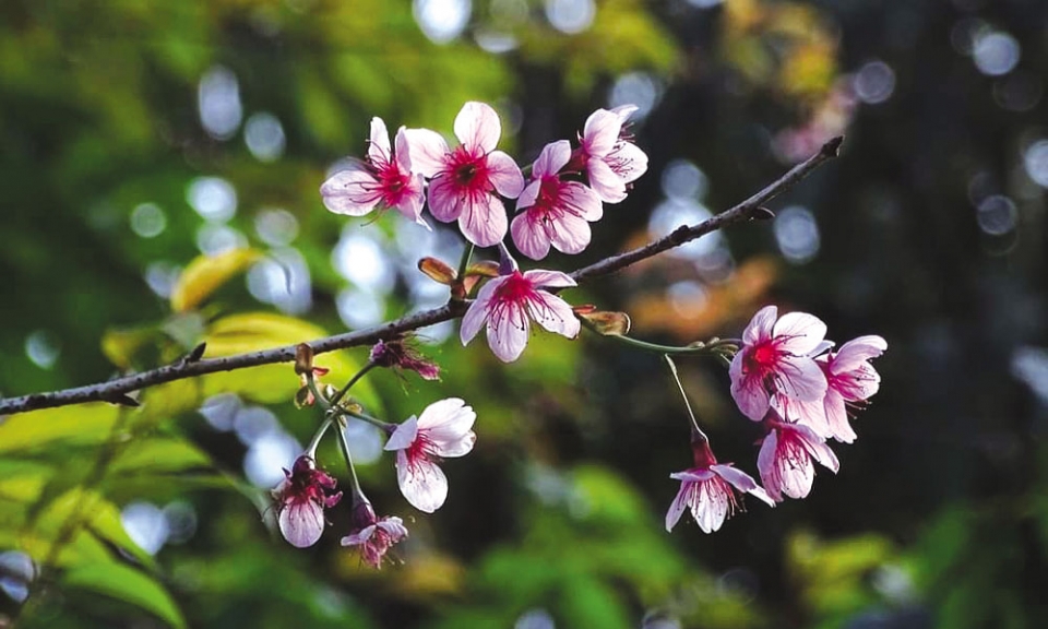Họ đã yêu như thế