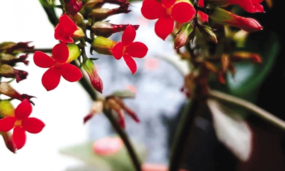 Càng đơn giản, càng thanh thản