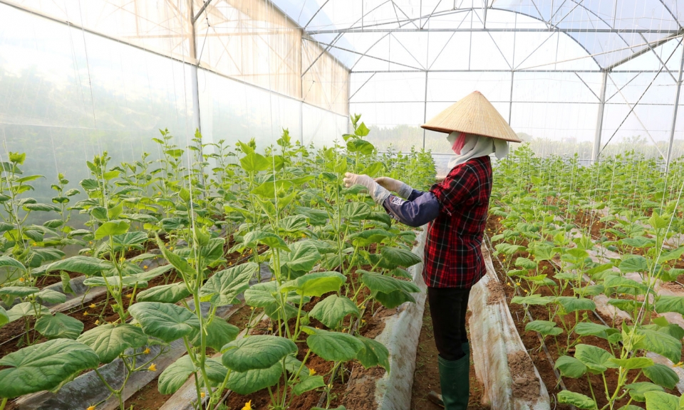 Hình thành các vùng nông nghiệp sinh thái trong xây dựng Nông thôn mới