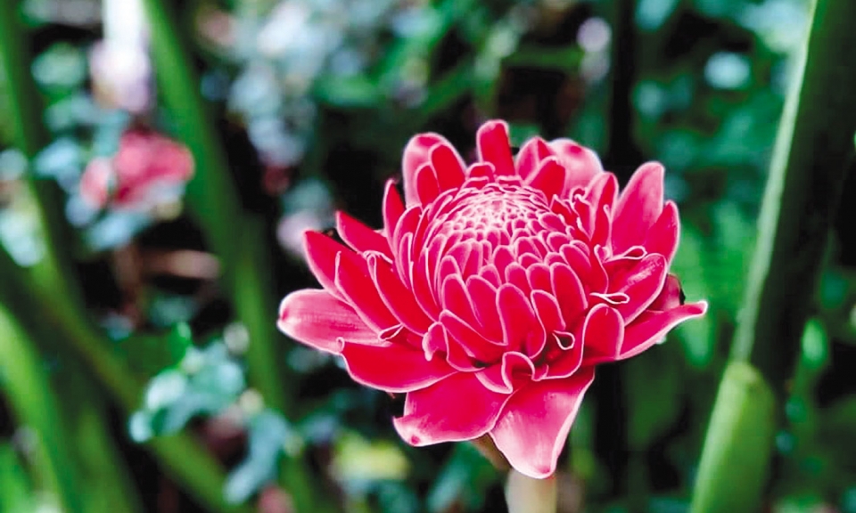 Suy nghĩ tích cực để chữa lành thân, tâm