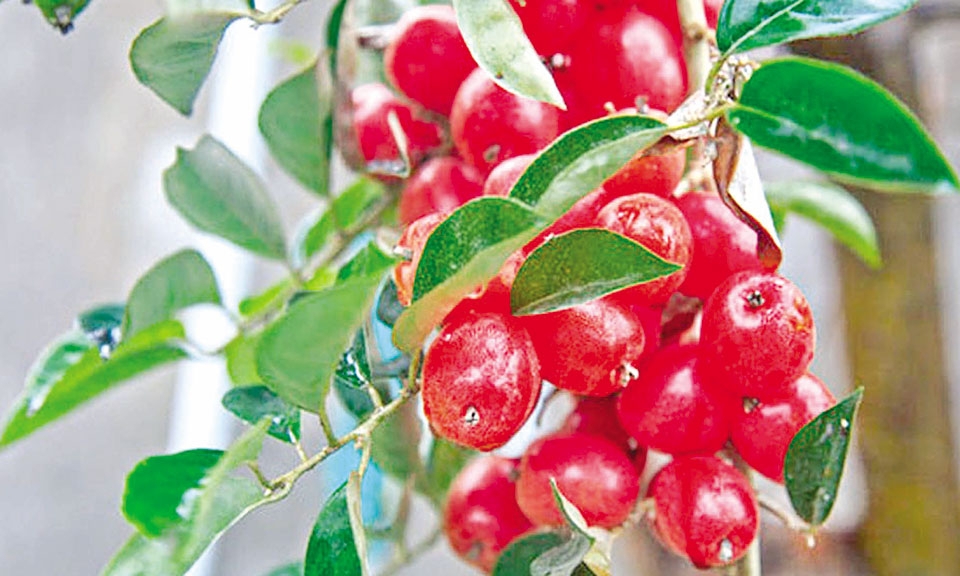 Ký ức tuổi thơ