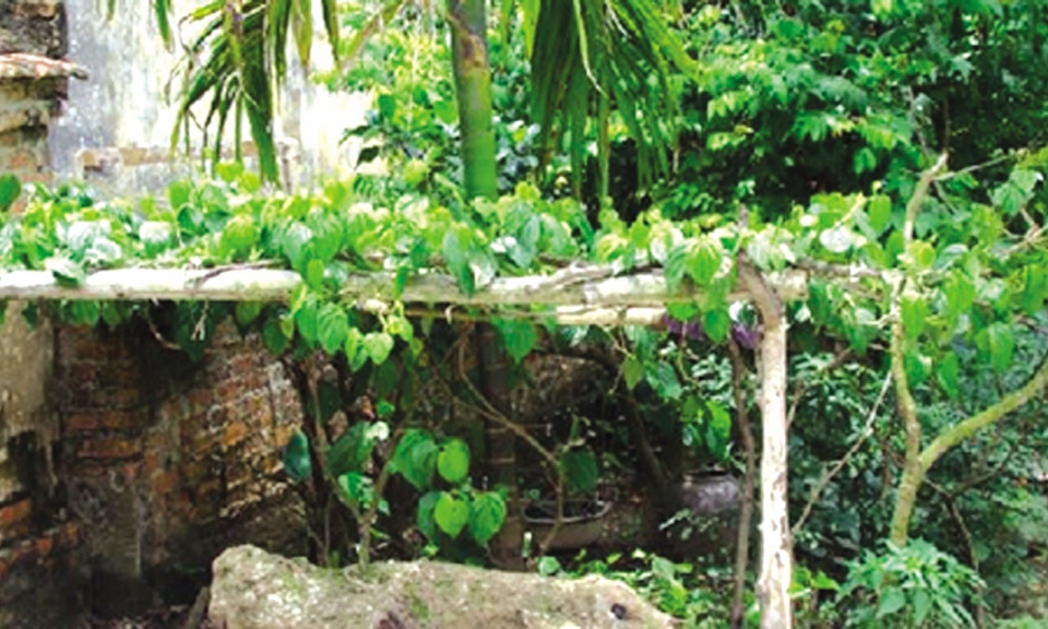 Bể nước và giàn trầu