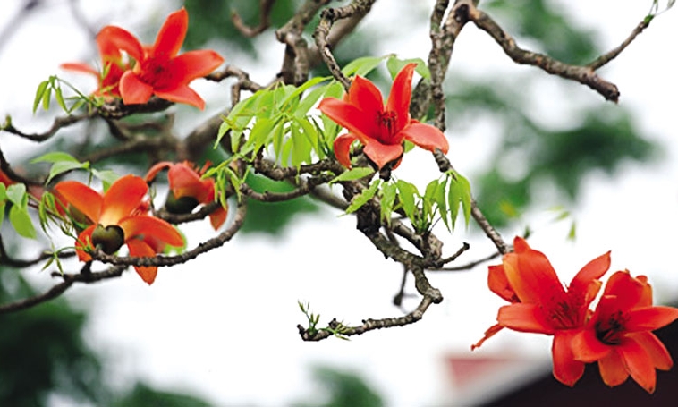 Hoa gạo tháng ba