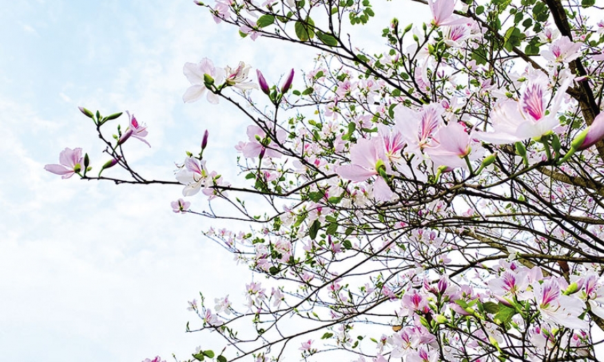 Mùa phố dịu dàng